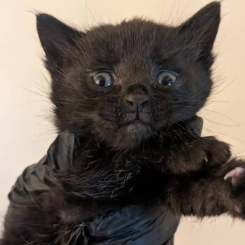 Noodle -  Domestic Short Hair Cat for Adoption in Portage, Michigan - Noodle | PetCurious