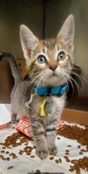 ZOEY -  Domestic Short Hair Cat for Adoption in St. Louis, Missouri - ZOEY | PetCurious