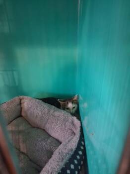 Booster -  Domestic Short Hair Cat for Adoption in Lynchburg, Tennessee - Booster | PetCurious