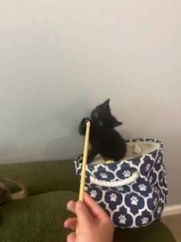 John Roberts -  Domestic Short Hair Cat for Adoption in Cleveland, Ohio - John Roberts | PetCurious