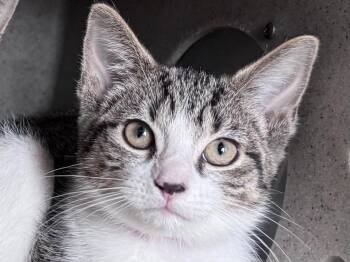 Banana -  Tabby Cat for Adoption in Powell, Ohio - Banana | PetCurious