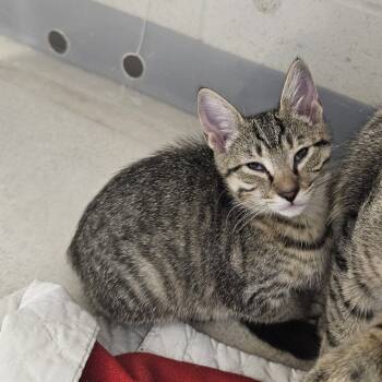 Rescue Domestic Short Hair Cats for Adoption in Evansville, Indiana - Sashimi | PetCurious