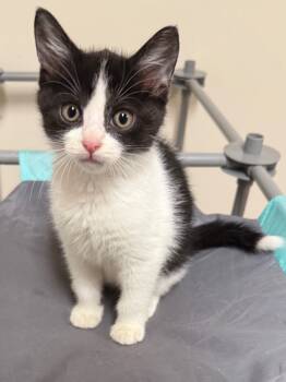 Rescue Domestic Short Hair Cats for Adoption in Newnan, Georgia - Pierre | PetCurious