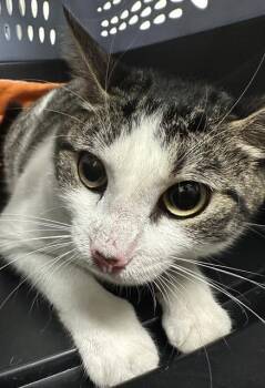 Domestic Short Hair Cats Available for Adoption - JASMINE | PetCurious