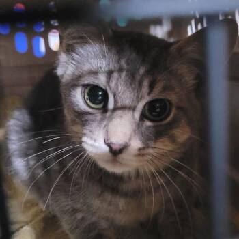 Tug (Barn Cat) -  Domestic Short Hair Cat for Adoption in Coos Bay, Oregon - Tug (Barn Cat) | PetCurious