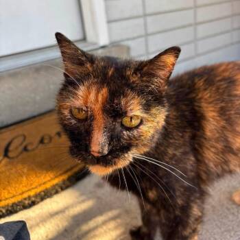 Ivy Willson -  Domestic Short Hair Cat for Adoption in Eagle Mountain, Utah - Ivy Willson | PetCurious