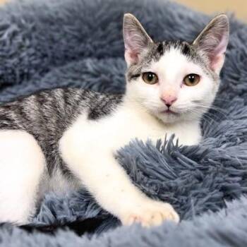 Domestic Short Hair Cats Available for Adoption in Quincy, Illinois - Cadbury | PetCurious