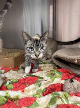 Domestic Short Hair Cats Available for Adoption in Fort Walton Beach, Florida - OLYMPIA | PetCurious