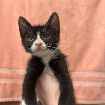 Bustopher Jones -  Domestic Short Hair Cat for Adoption in Long Beach, California - Bustopher Jones | PetCurious