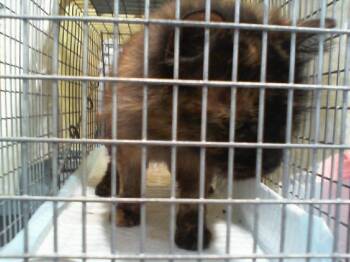 A1265528 -  Domestic Short Hair Cat for Adoption in Charlotte, North Carolina - A1265528 | PetCurious