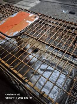 Domestic Short Hair Cats Available for Adoption - JACKSON | PetCurious