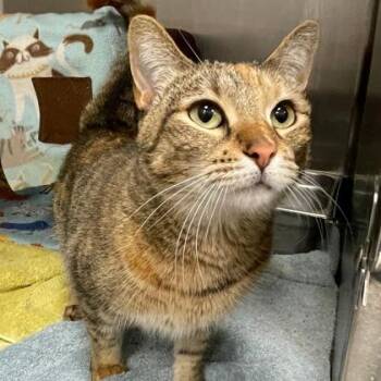 Arya -  Domestic Short Hair Cat for Adoption in Wheaton, Illinois - Arya | PetCurious
