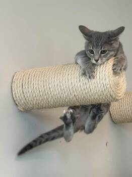 Mortgage Lifter -  Domestic Short Hair Cat for Adoption in Evanston, Illinois - Mortgage Lifter | PetCurious