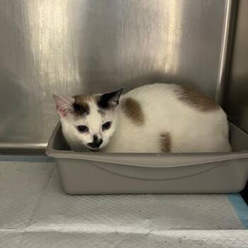 Domestic Short Hair Cats Available for Adoption - Sally23342 | PetCurious