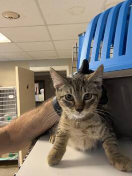 Dain -  Domestic Short Hair Cat for Adoption in Clarksville, Tennessee - Dain | PetCurious