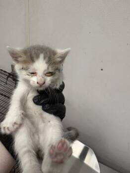 Rescue Domestic Short Hair Cats for Adoption in San Bernardino, California - OAHU | PetCurious