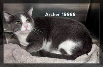 ARCHER (see also CINNAMON) -  Domestic Short Hair Cat for Adoption in Marietta, Georgia - ARCHER (see Also CINNAMON) | PetCurious