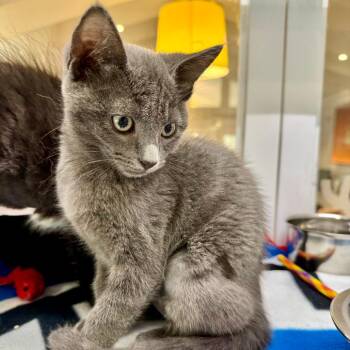 Rosie -  Domestic Medium Hair Cat for Adoption in Los Angeles, California - Rosie | PetCurious