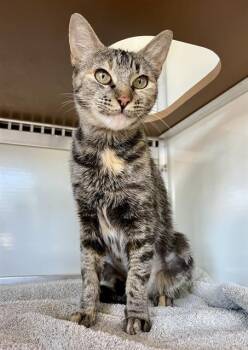 MIRANDA -  Domestic Short Hair Cat for Adoption in San Francisco, California - MIRANDA | PetCurious