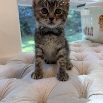 Hanna -  Torbie and Domestic Short Hair Cat for Adoption in Mastic, New York - Hanna | PetCurious