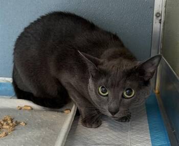 BRI -  Domestic Short Hair Cat for Adoption in Westminster, Maryland - BRI | PetCurious