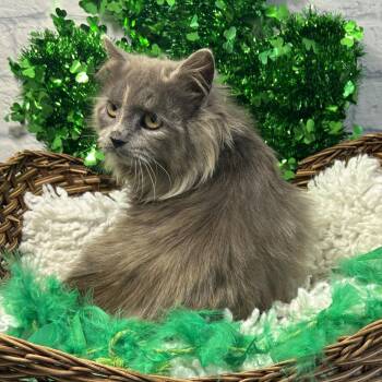 Domestic Long Hair Cats Available for Adoption - Bluebell | PetCurious