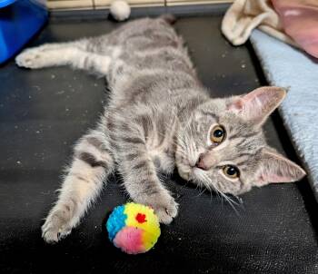Bitsy -  Russian Blue and Tabby Cat for Adoption in San Diego, California - Bitsy | PetCurious