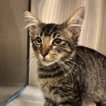 Indigo -  Domestic Short Hair Cat for Adoption in Bentonville, Arkansas - Indigo | PetCurious