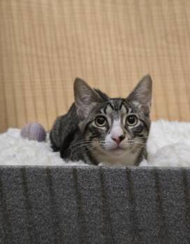 Rescue Domestic Short Hair Cats for Adoption in Warr Acres, Oklahoma - Mehawk | PetCurious