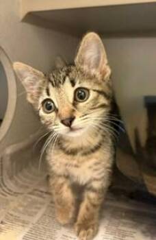 Nova -  Domestic Short Hair Cat for Adoption in Mason City, Iowa - Nova | PetCurious