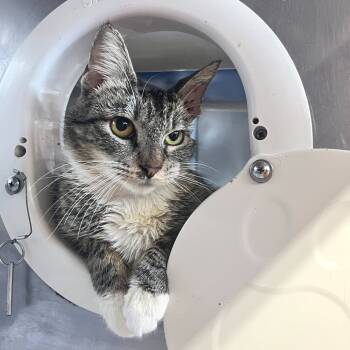 Rescue Domestic Short Hair Cats for Adoption in Austin, Texas - Doodlebops | PetCurious