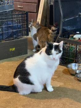 Domestic Short Hair Cats Available for Adoption in Auburn, Indiana - Luther | PetCurious