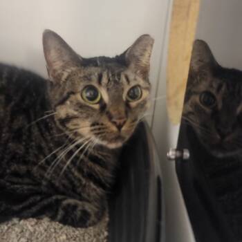 Rescue Domestic Short Hair Cats for Adoption in Troy, Illinois - Ladybug | PetCurious
