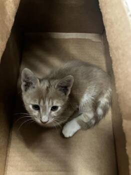 SIZZLE -  Domestic Short Hair Cat for Adoption in Dallas, Texas - SIZZLE | PetCurious