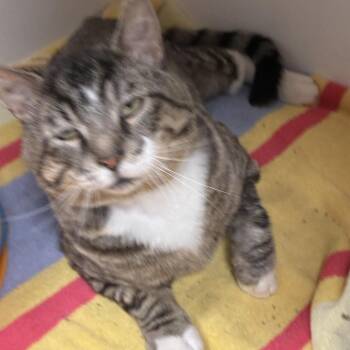 Domestic Short Hair Cats Available for Adoption in South Elgin, Illinois - Lewis | PetCurious