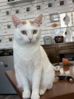 Chole -  Domestic Short Hair Cat for Adoption in Las Vegas, Nevada - Chole | PetCurious