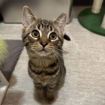 Mae -  Domestic Short Hair Cat for Adoption in Muncie, Indiana - Mae | PetCurious