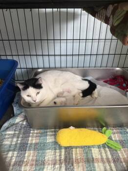 Nella -  Domestic Short Hair Cat for Adoption in New Cumberland, West Virginia - Nella | PetCurious