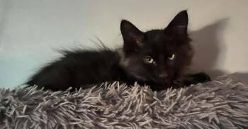 Michael -  Domestic Medium Hair Cat for Adoption in Mississauga, Ontario - Michael | PetCurious