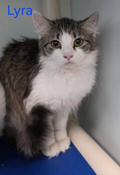 Domestic Short Hair Cats Available for Adoption - Lyra | PetCurious