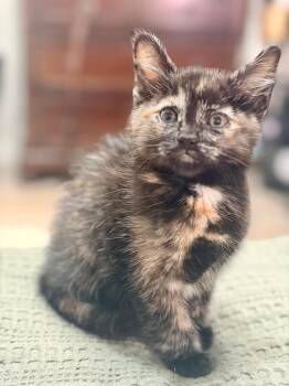 Sunflower -  Domestic Medium Hair Cat for Adoption in Pasco, Washington - Sunflower | PetCurious
