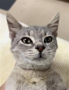 DRACO MEOW-FOY -  Domestic Short Hair Cat for Adoption in Aliquippa, Pennsylvania - DRACO MEOW-FOY | PetCurious