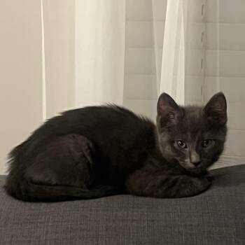 Rescue Domestic Short Hair Cats for Adoption in Buffalo, New York - Shaggy | PetCurious