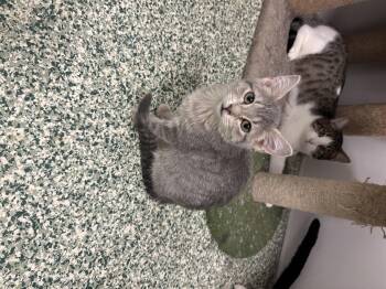 Rescue Domestic Short Hair Cats for Adoption in Richland Center, Wisconsin - Clarice | PetCurious