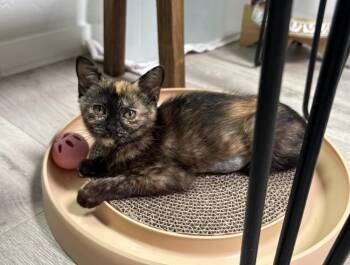 Toffee -  Tortoiseshell Cat for Adoption in Albuquerque, New Mexico - Toffee | PetCurious