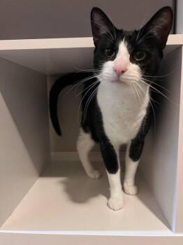 Domestic Short Hair and Tuxedo Cats Available for Adoption in Sunnyvale, California - Dollar | PetCurious