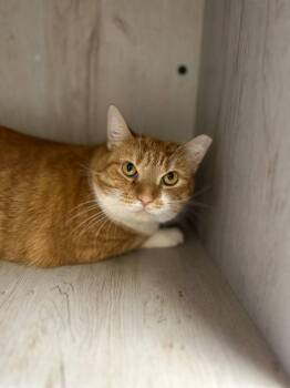 Rescue Domestic Short Hair Cats for Adoption in Myerstown, Pennsylvania - Sunshine | PetCurious