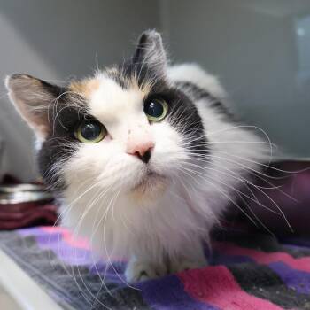 Sue -  Domestic Long Hair Cat for Adoption in Saint Charles, Missouri - Sue | PetCurious