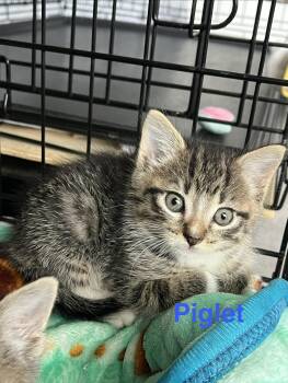 Piglet -  Domestic Short Hair Cat Available for Adoption in Manorville, New York - Piglet | PetCurious