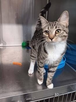 DELANY -  Domestic Short Hair Cat for Adoption in Seymour, Indiana - DELANY | PetCurious